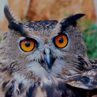 Colourful Owl Bird