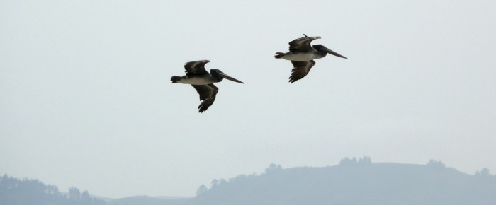 Flying in the sky