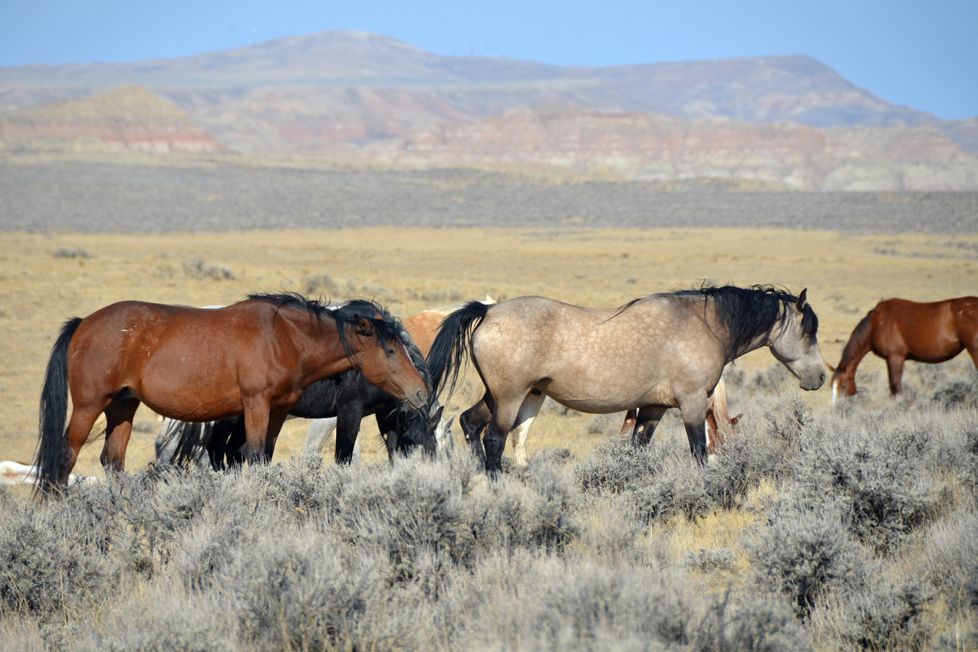 horses