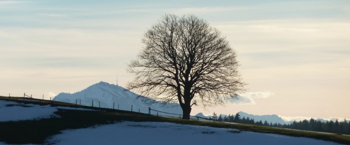 Tree on Hill Edge
