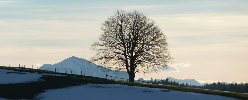 Tree on Hill Edge